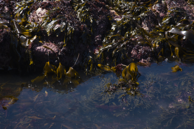 Algues variées du bas de l'estran (zone infra-littorale) - Bretagne-Nord
